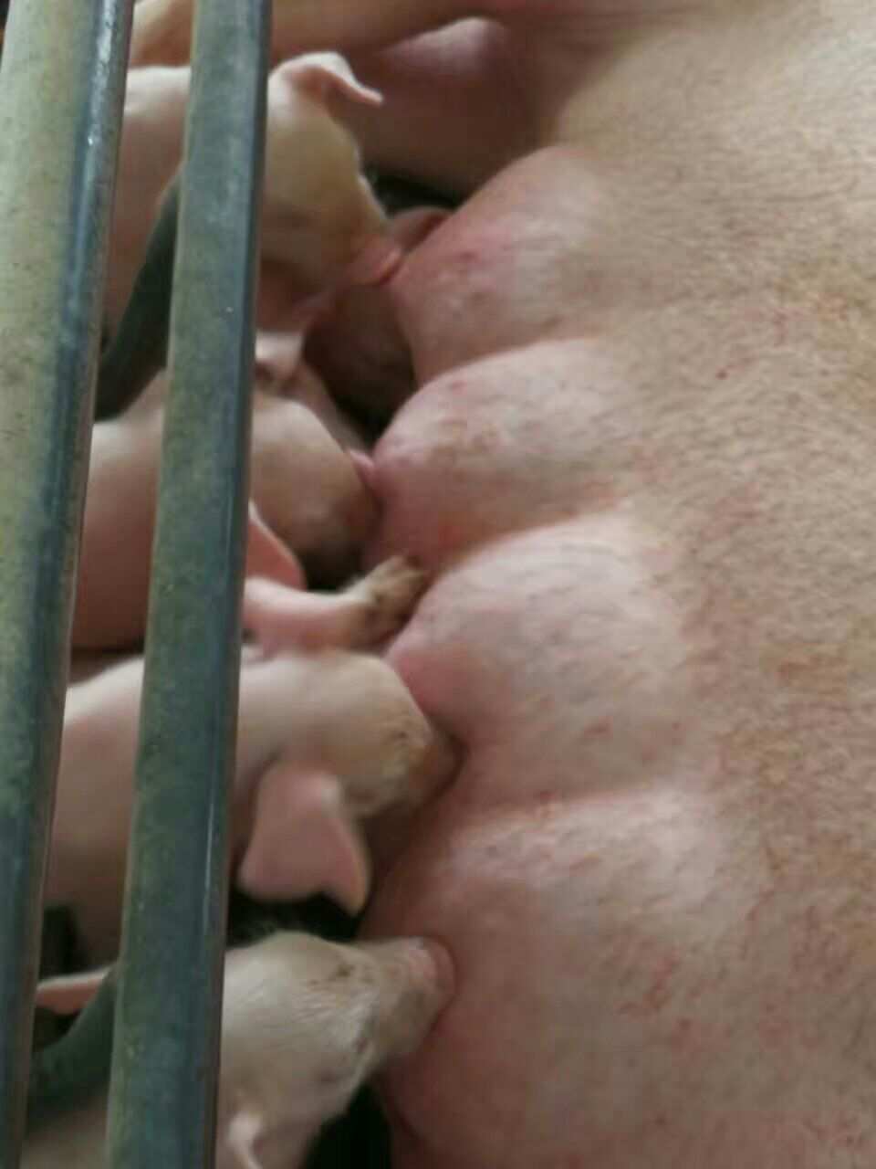 母猪补硒仔猪还用补吗（仔猪补硒用什么药）-硒宝网