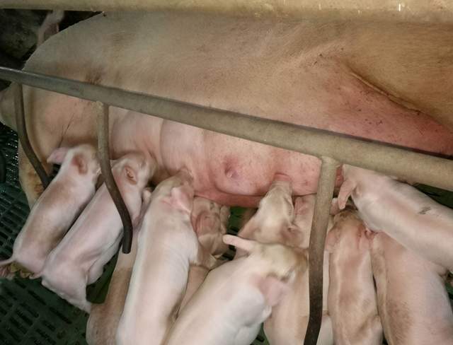 母猪补硒仔猪还用补吗（仔猪补硒用什么药）-硒宝网