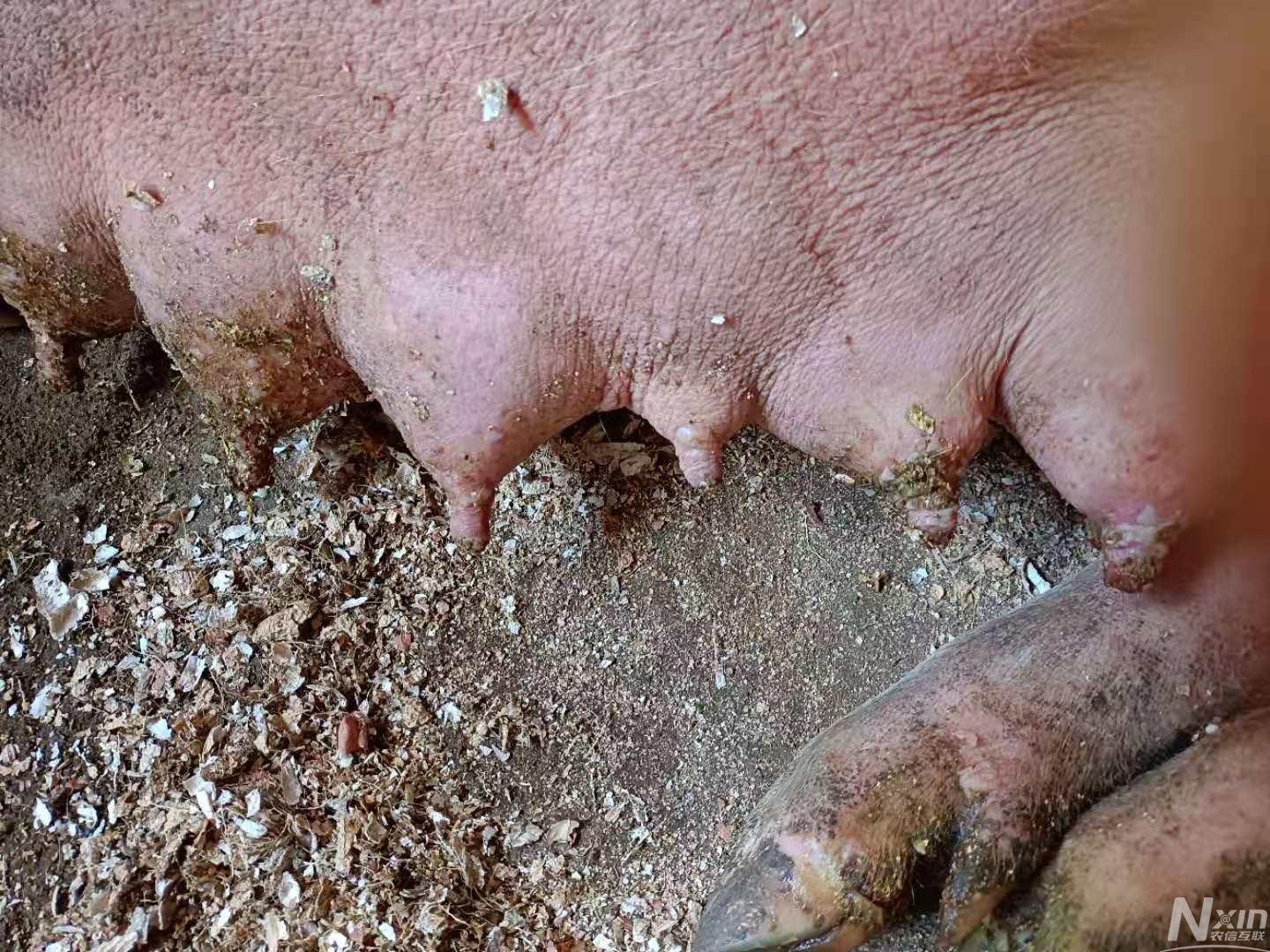 母猪补硒仔猪还用补吗（仔猪补硒用什么药）-硒宝网