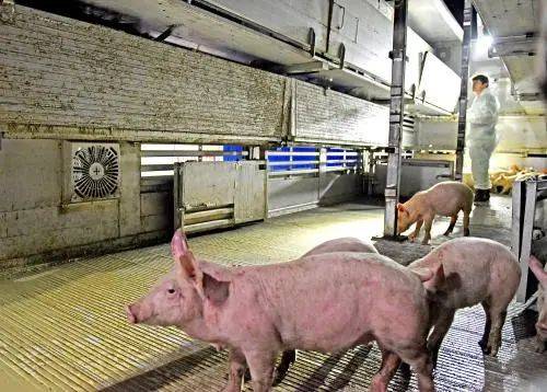 母猪补硒仔猪还用补吗(母猪补硒用法及用量)-硒宝网