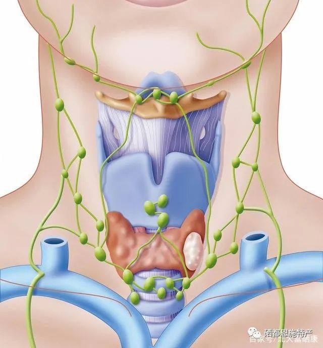 甲亢补硒补到什么程度(甲亢补硒能减少复发吗)-硒宝网