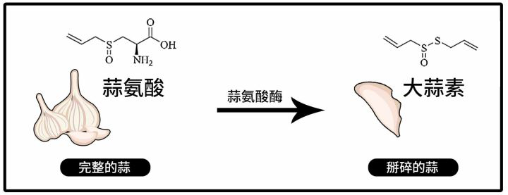 补硒还是大蒜素含硒高（大蒜素含硒元素吗）-硒宝网