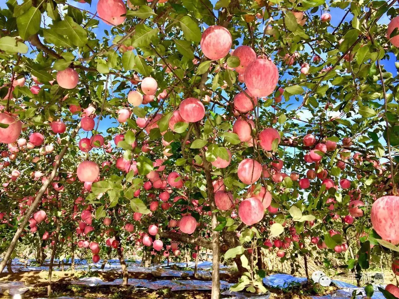 减肥补硒好还是补钠好(补硒减肥吗)-硒宝网