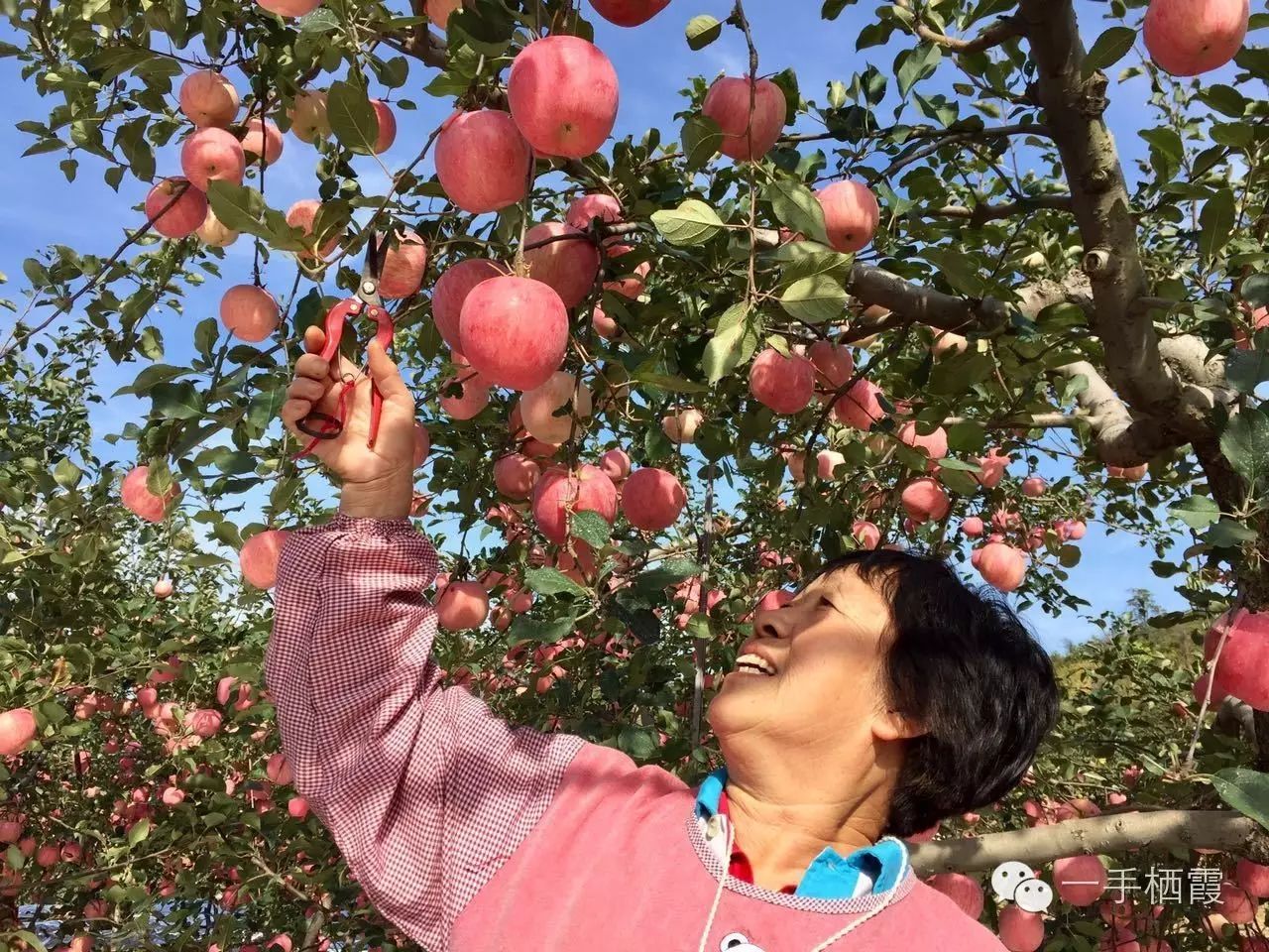 减肥补硒好还是补钠好(补硒减肥吗)-硒宝网