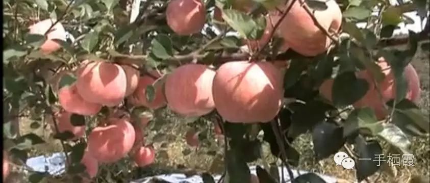 减肥补硒好还是补钠好(补硒减肥吗)-硒宝网