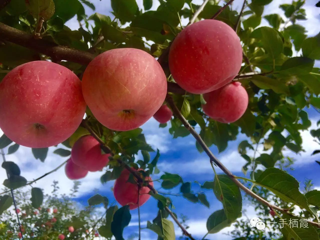 减肥补硒好还是补钠好(补硒减肥吗)-硒宝网