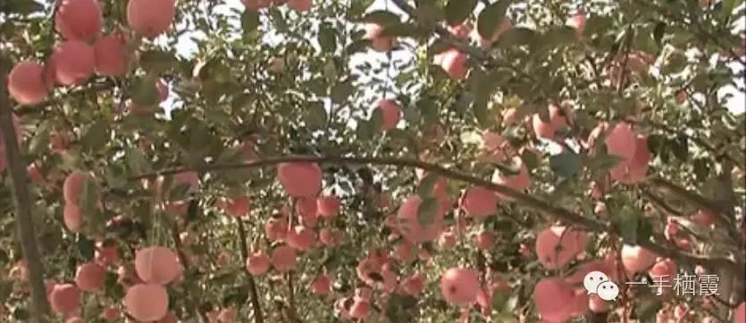 减肥补硒好还是补钠好(补硒减肥吗)-硒宝网