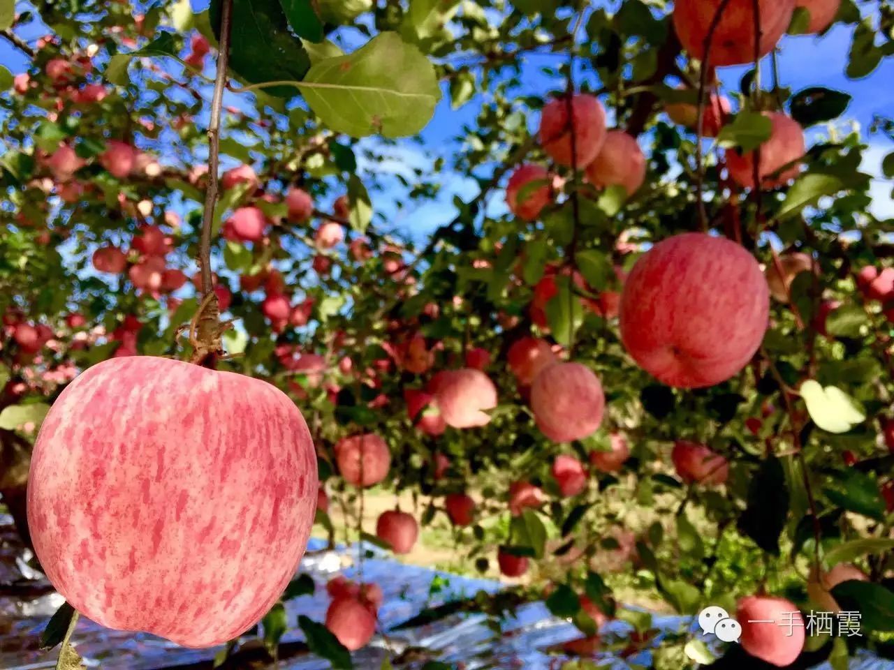 减肥补硒好还是补钠好(补硒减肥吗)-硒宝网