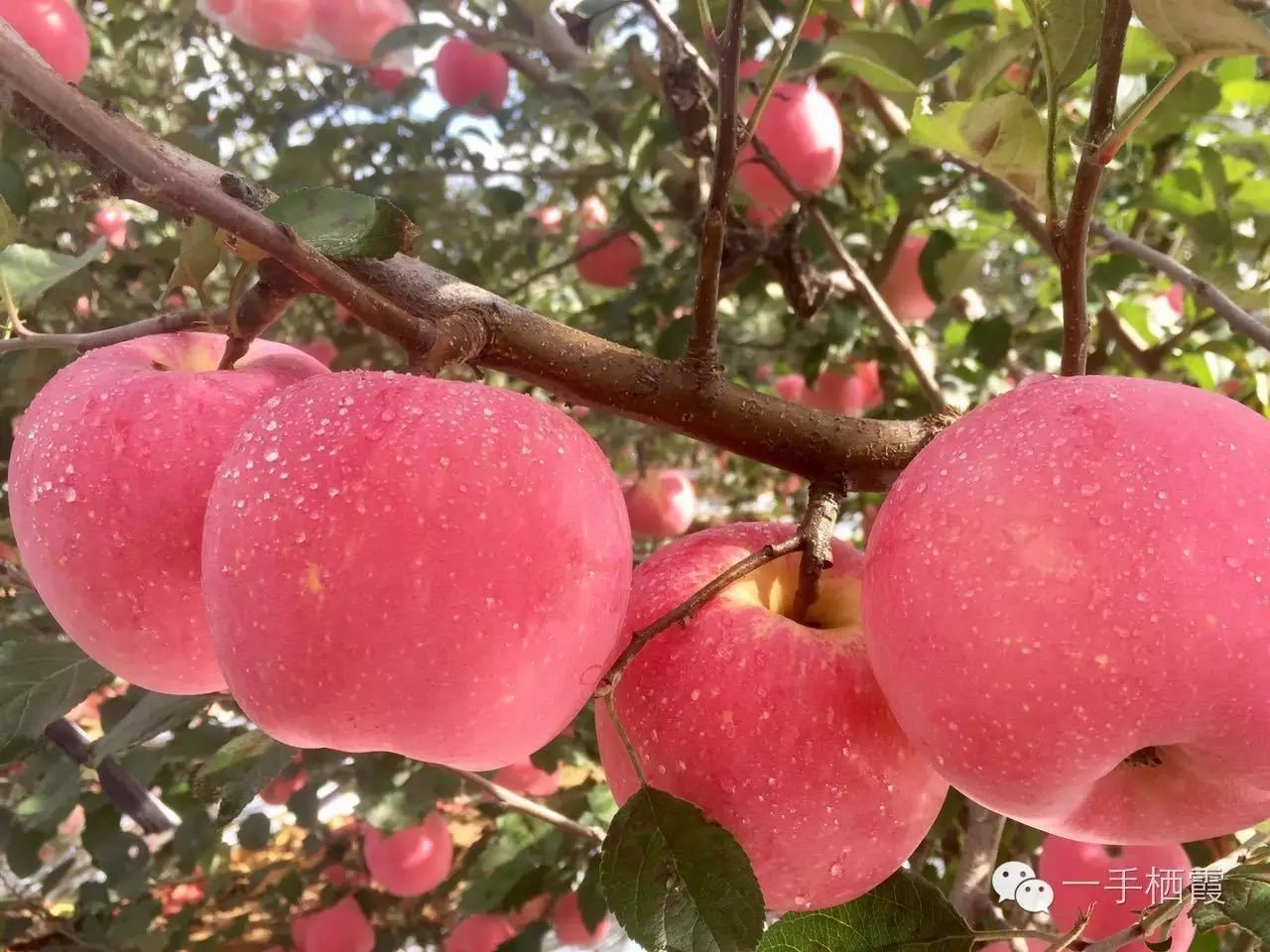 减肥补硒好还是补钠好(补硒减肥吗)-硒宝网