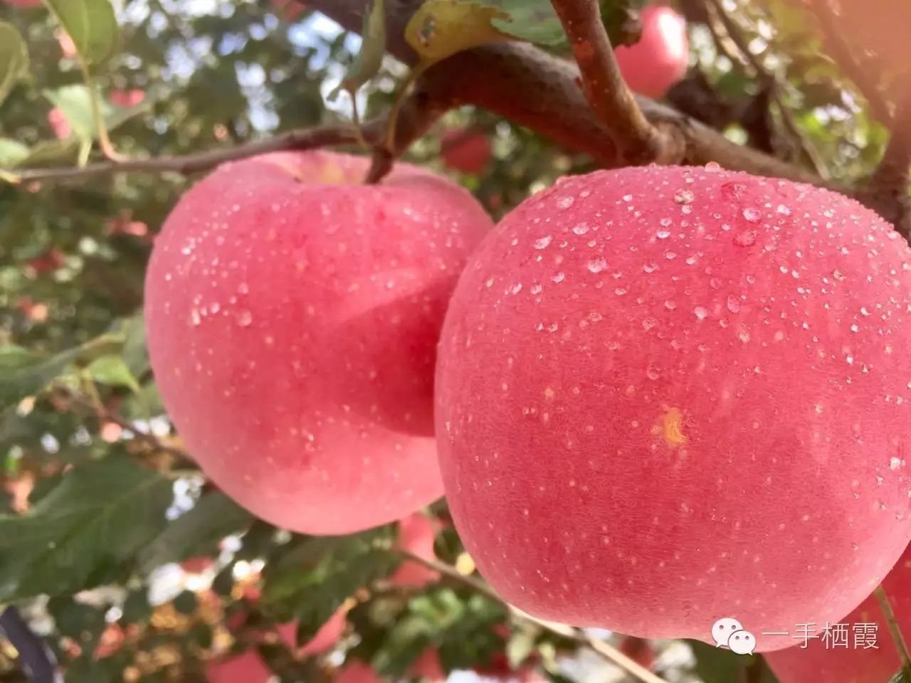 减肥补硒好还是补钠好(补硒减肥吗)-硒宝网