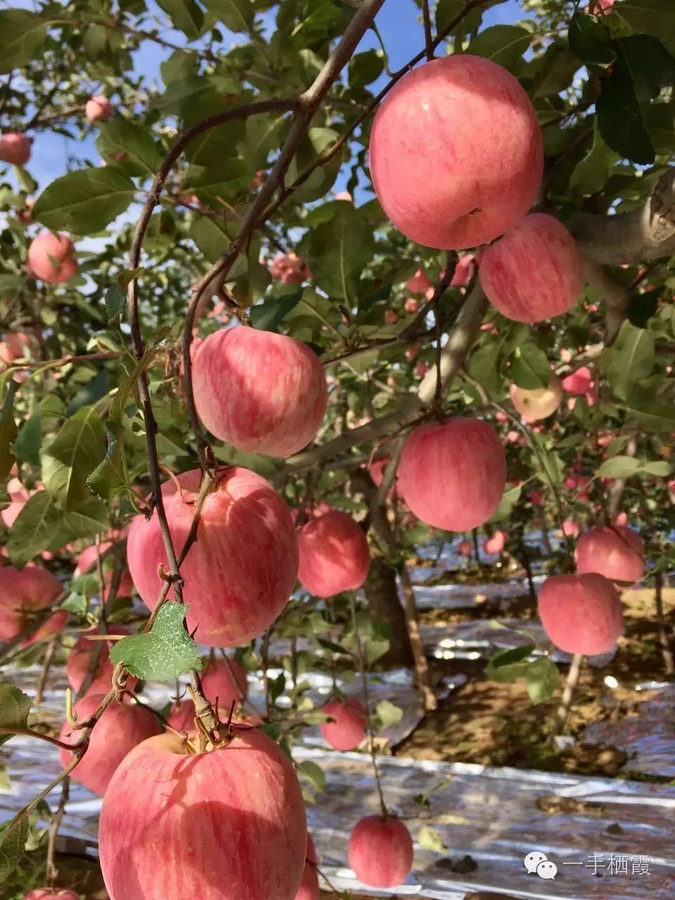 减肥补硒好还是补钠好(补硒减肥吗)-硒宝网