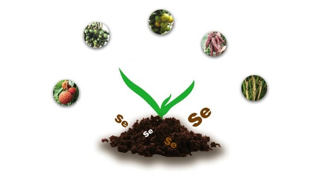 身体补硒还是补氨基酸（补氨基酸身体硒的作用）-硒宝网