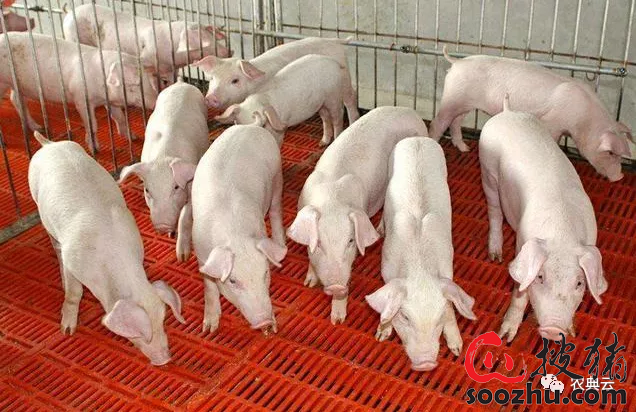 新生仔猪补硒补几毫升（仔猪补硒八天可以吗）-硒宝网