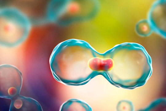 富硒食用菌粉能补硒吗(能补粉食用菌富硒硒吗)-硒宝网