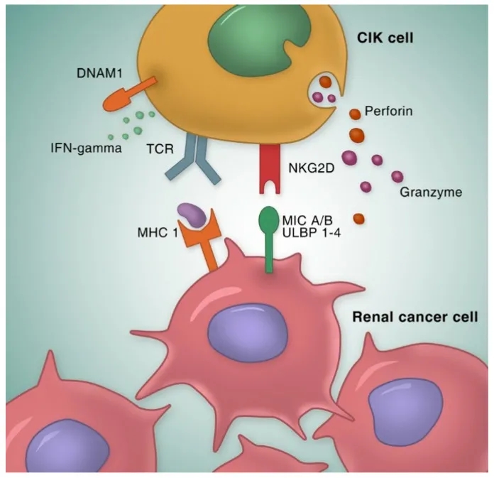 补硒可以补到血液里吗(硒可以补吗)-硒宝网