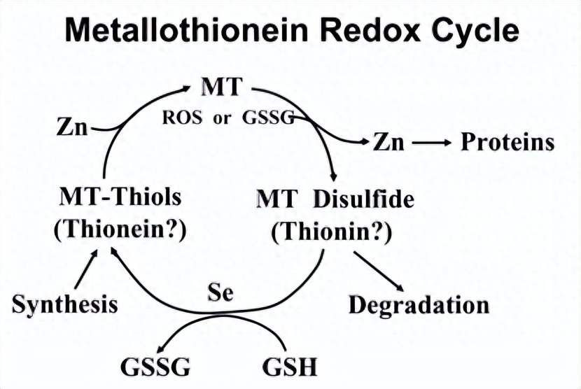 补硒和补肽有什么不同(硒和肽同时补有什么好处)-硒宝网