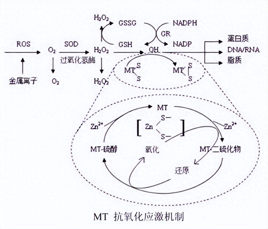 补硒和补肽有什么不同(硒和肽同时补有什么好处)-硒宝网