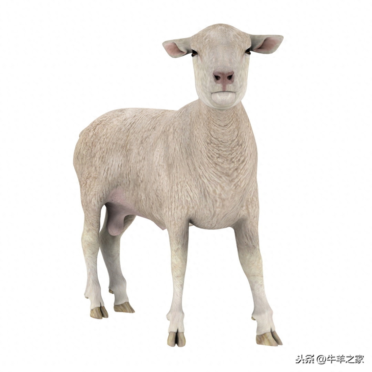 牛羊补硒补钙效果好吗（牛羊补硒的方法）-硒宝网