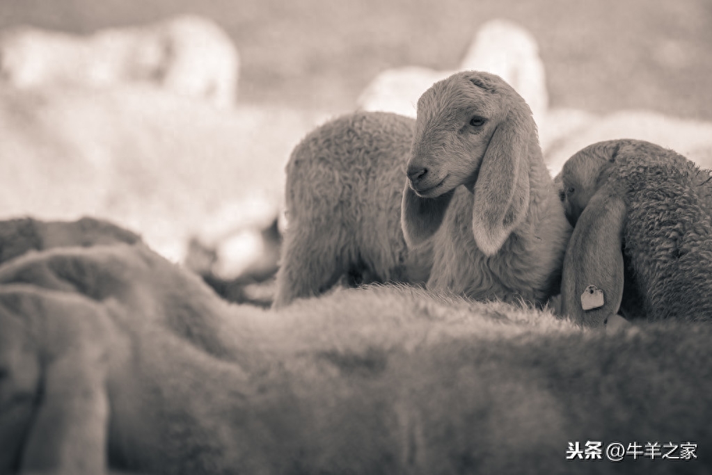 牛羊补硒补钙效果好吗（牛羊补硒的方法）-硒宝网
