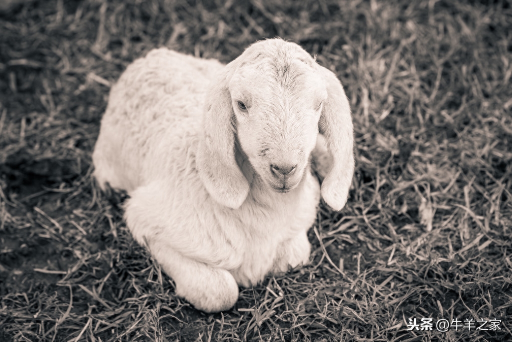 牛羊补硒补钙效果好吗（牛羊补硒的方法）-硒宝网