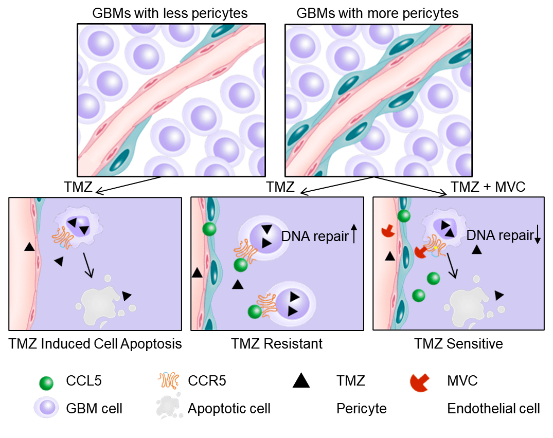 治疗癌症每天补多少硒(癌症每天补治疗硒多少)-硒宝网