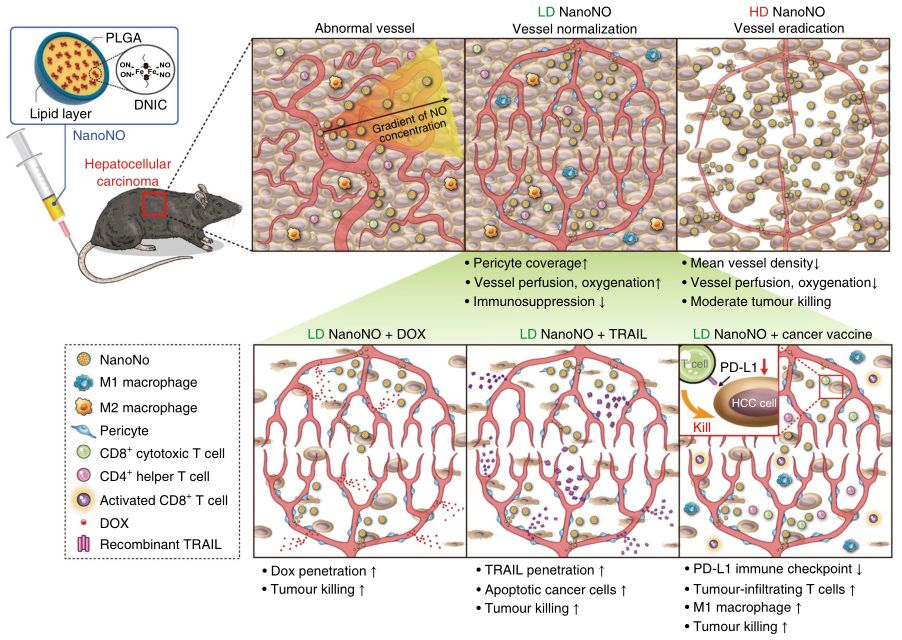 治疗癌症每天补多少硒(癌症每天补治疗硒多少)-硒宝网