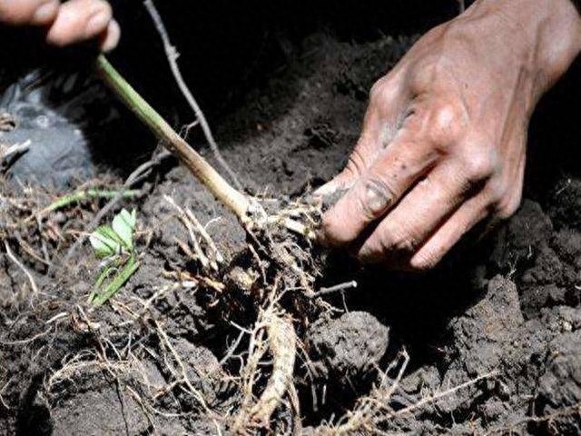 肝癌术后每天补硒多少(肝癌患者吃硒有用吗)-硒宝网