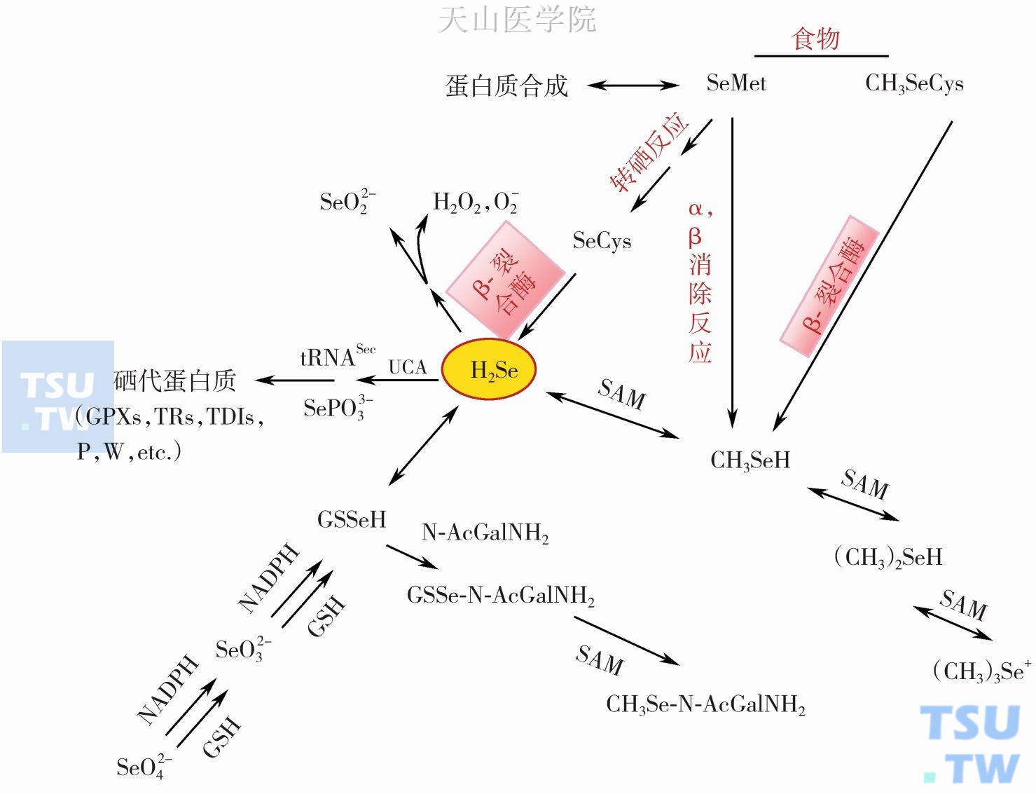 精子异常需要补多少硒(人需要长期补硒吗)-硒宝网