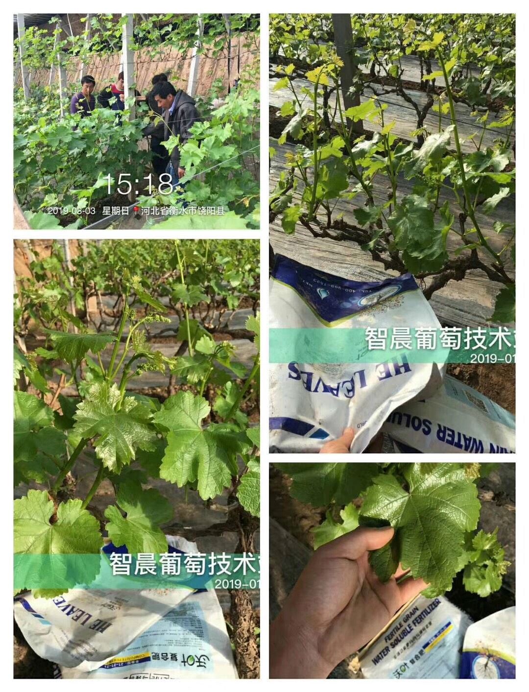 葡萄怎样补硒元素高些（补硒）-硒宝网