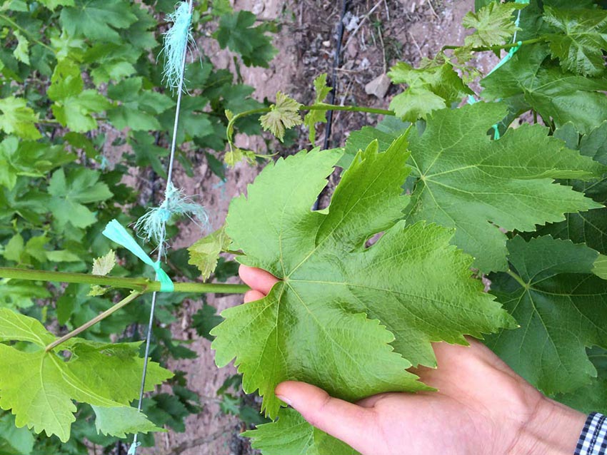 葡萄怎样补硒元素高些（补硒）-硒宝网