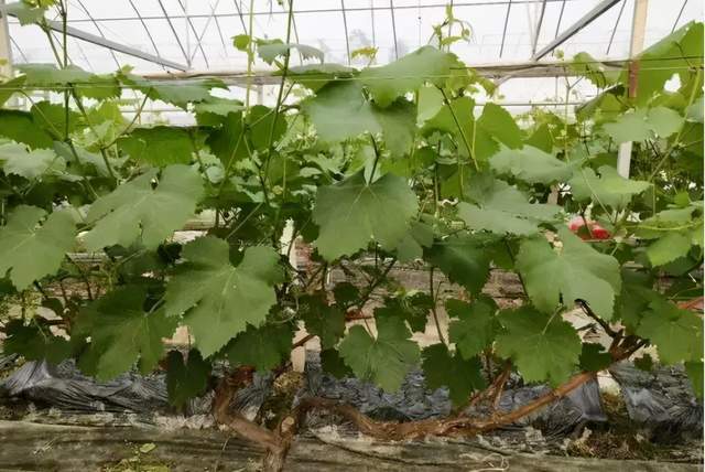 葡萄怎样补硒元素高些（补硒）-硒宝网