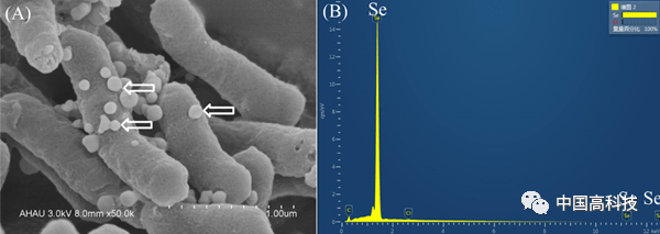 现在科学补硒选择什么(科学补硒的三个原则是什么)-硒宝网
