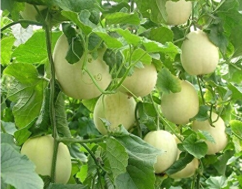 宝宝缺钙铁锌硒如何补(孕妇缺铁缺钙吃什么补)-硒宝网