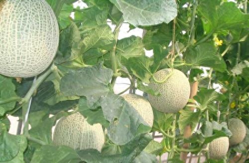 宝宝缺钙铁锌硒如何补(孕妇缺铁缺钙吃什么补)-硒宝网