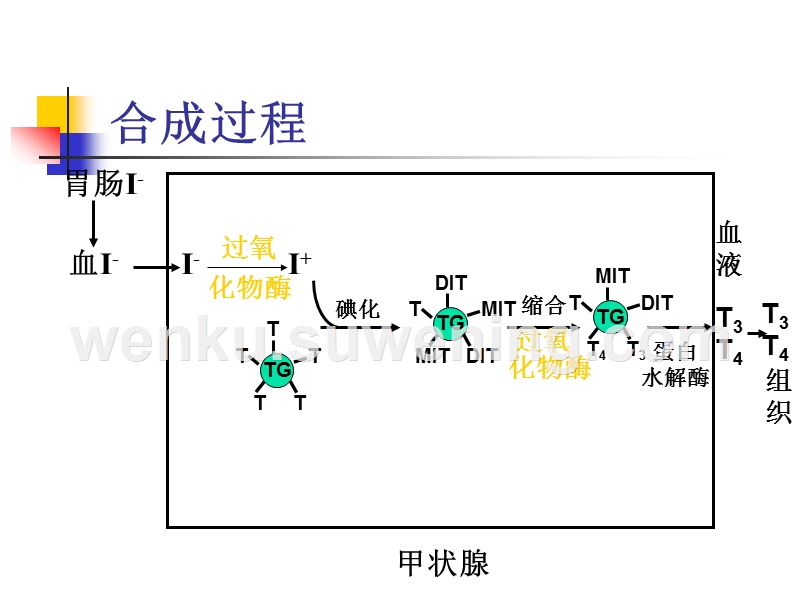 甲状腺疾病为什么补硒（甲状腺补硒有什么好处）-硒宝网
