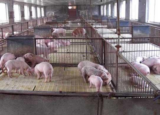 仔猪补硒过敏怎么解救（猪过敏吃什么药）-硒宝网