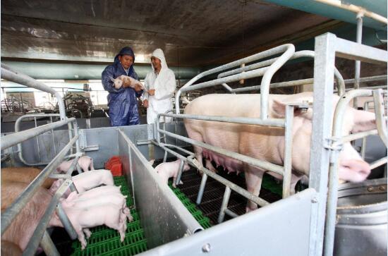 仔猪补硒过敏怎么解救（猪过敏吃什么药）-硒宝网