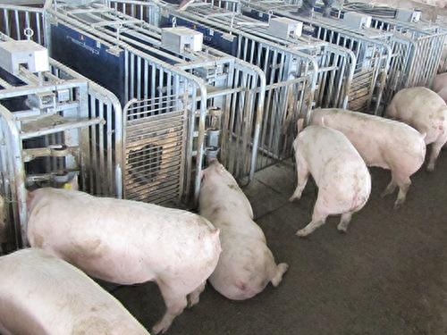 仔猪补硒过敏怎么解救（仔猪补硒过敏什么症状）-硒宝网