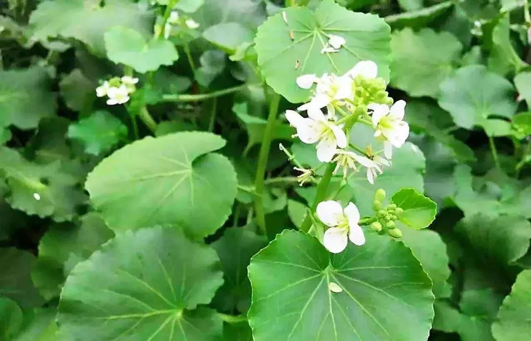 儿童脱发补硒推荐哪种(儿童补硒的药物哪种最好)-硒宝网