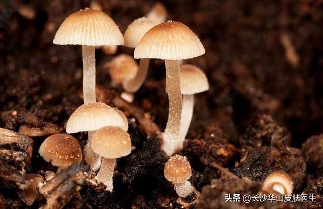 母牛补硒元素含量标准(含量补元素母牛标准硒是多少)-硒宝网