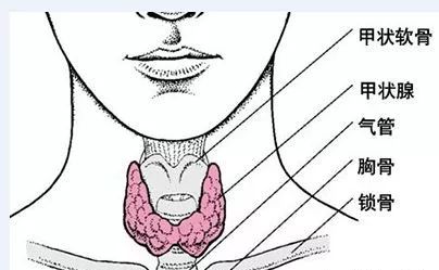 甲状腺补哪个牌子的硒（甲状腺补硒的药）-硒宝网