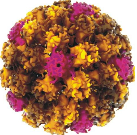 hpv高危需要补硒吗(hpv高危阳性吃硒片有用吗)-硒宝网