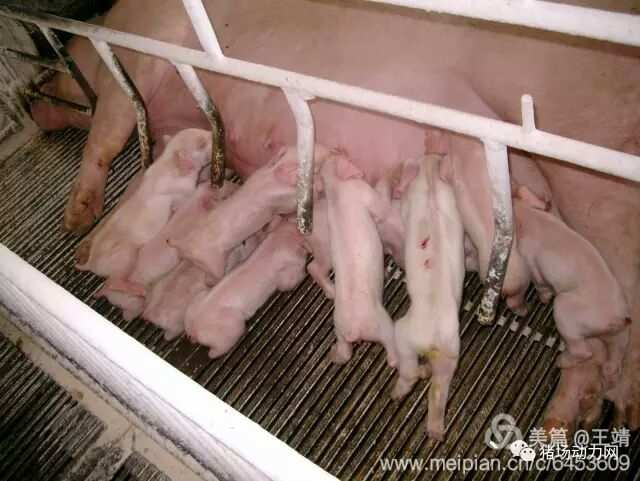 仔猪补硒注射部位位图(给猪打针部位)-硒宝网