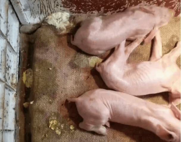 仔猪补硒注射部位位图(猪的输液部位)-硒宝网