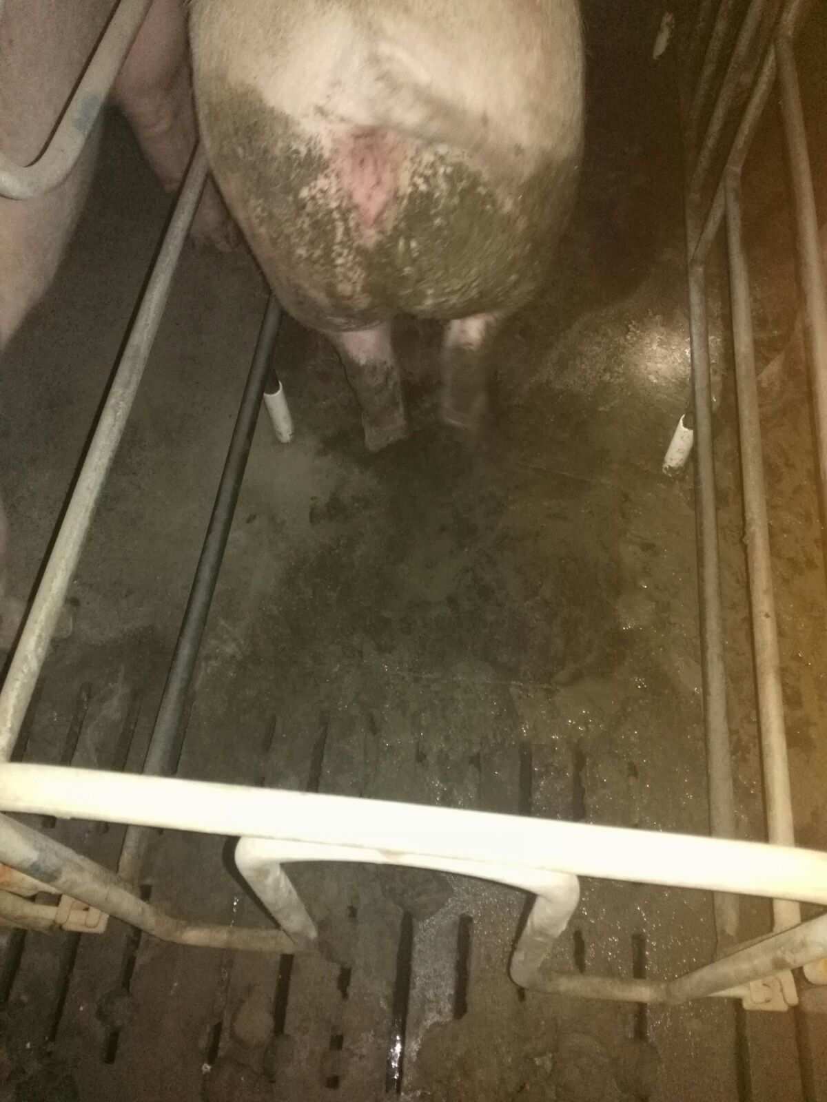 仔猪补硒注射部位位图(猪的输液部位)-硒宝网