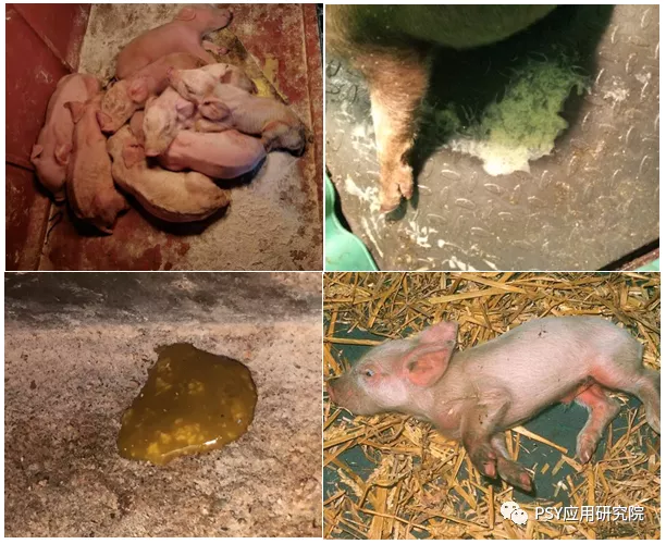 仔猪补硒注射部位位图(猪的输液部位)-硒宝网