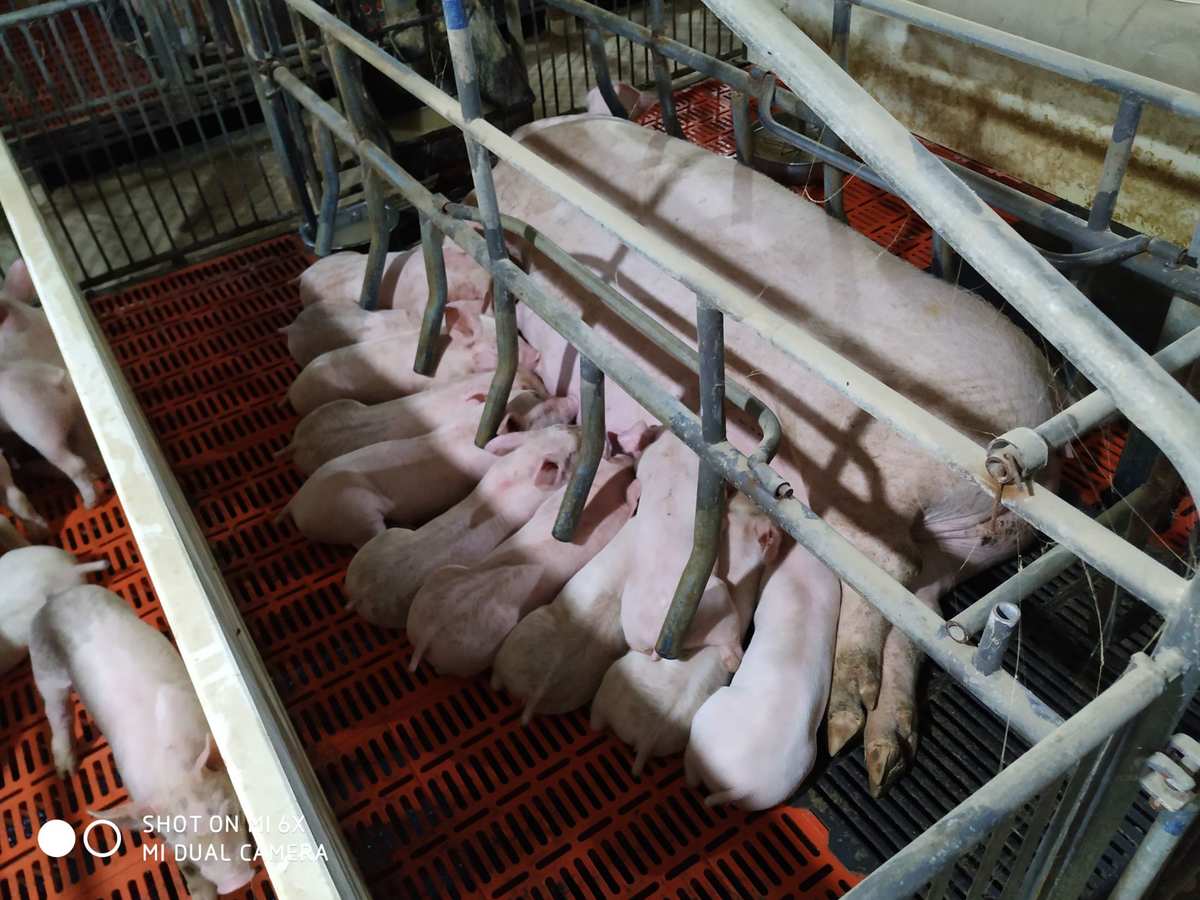 仔猪补硒注射部位位图（猪注射正确部位图解）-硒宝网