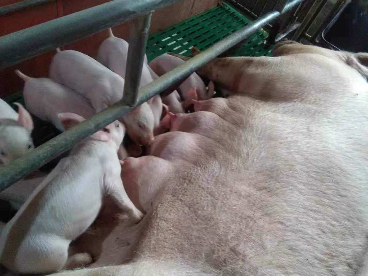 仔猪补硒注射部位位图（猪注射正确部位图解）-硒宝网