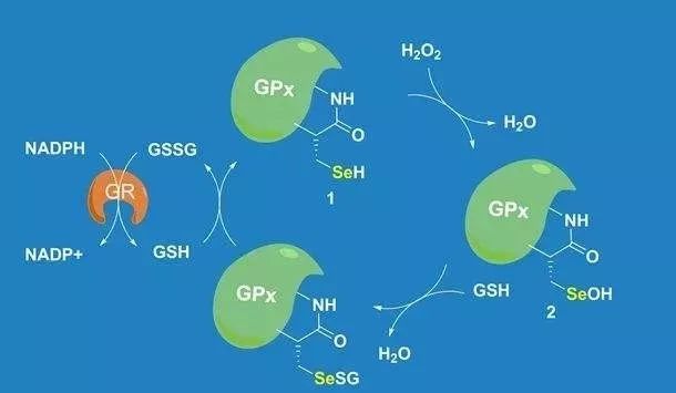 人体补硒每天应补多少(每天的补硒量)-硒宝网
