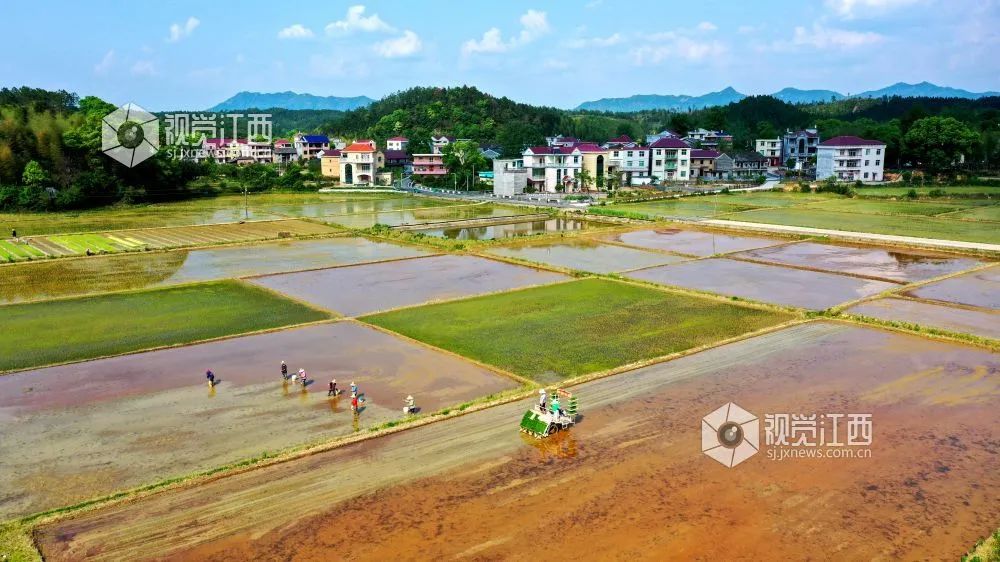 马匹补硒中毒什么症状(中毒症状马匹补硒有用吗)-硒宝网